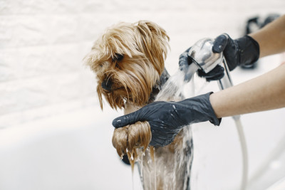 Pet Grooming