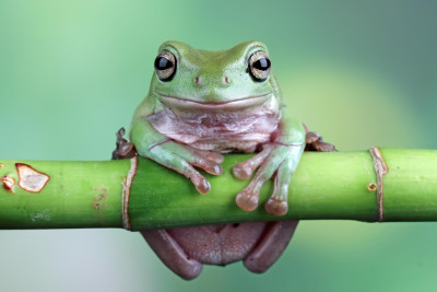 Right Amphibian Companion